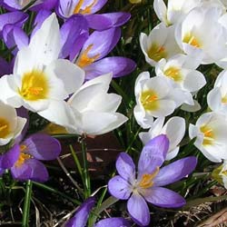 Crocus Vernus white blue mix